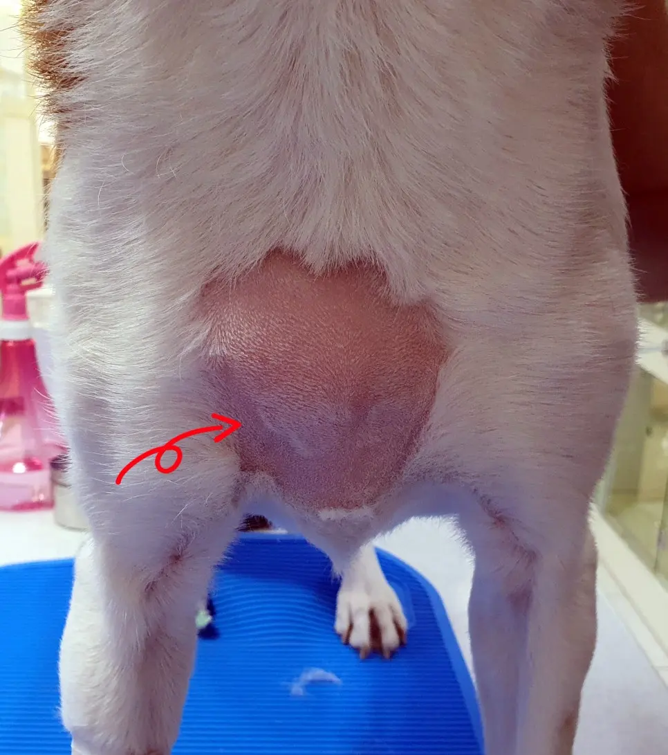 화살표 자리가 목 쪽에서 크게 잡힌 덩어리입니다. 서 있는 자세에서도 윤곽이 드러납니다