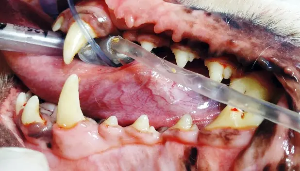 스케일링을 진행하는 중입니다