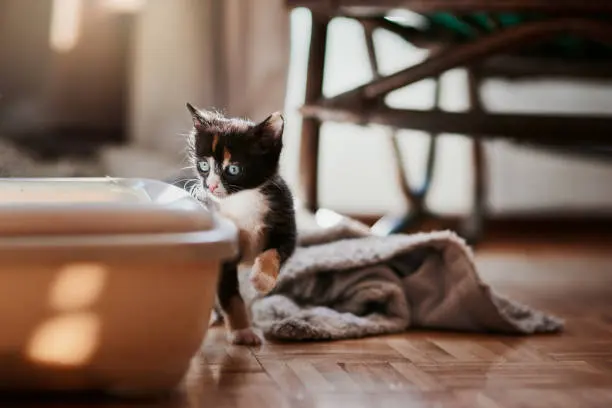 화장실에서 막 나온 새끼 고양이. 옆에 깔린 천이 발에 붙은 알갱이를 한 번 받아 줍니다