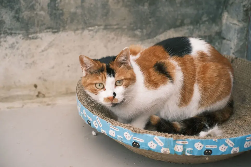스크래처 위에 웅크리고 앉은 삼색 고양이. 쉬는 자리와 화장실이 가까우면 알갱이가 그대로 옮겨집니다