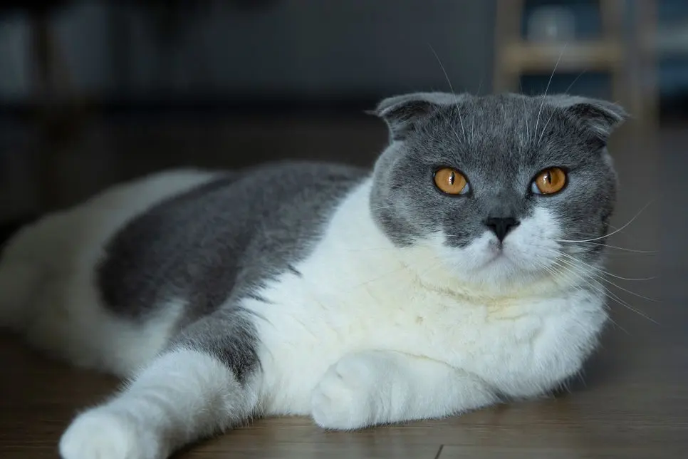 마루에 배를 붙이고 쉬는 자세. 이렇게 오래 머무는 자리와 화장실은 떨어뜨려 두는 편이 좋습니다