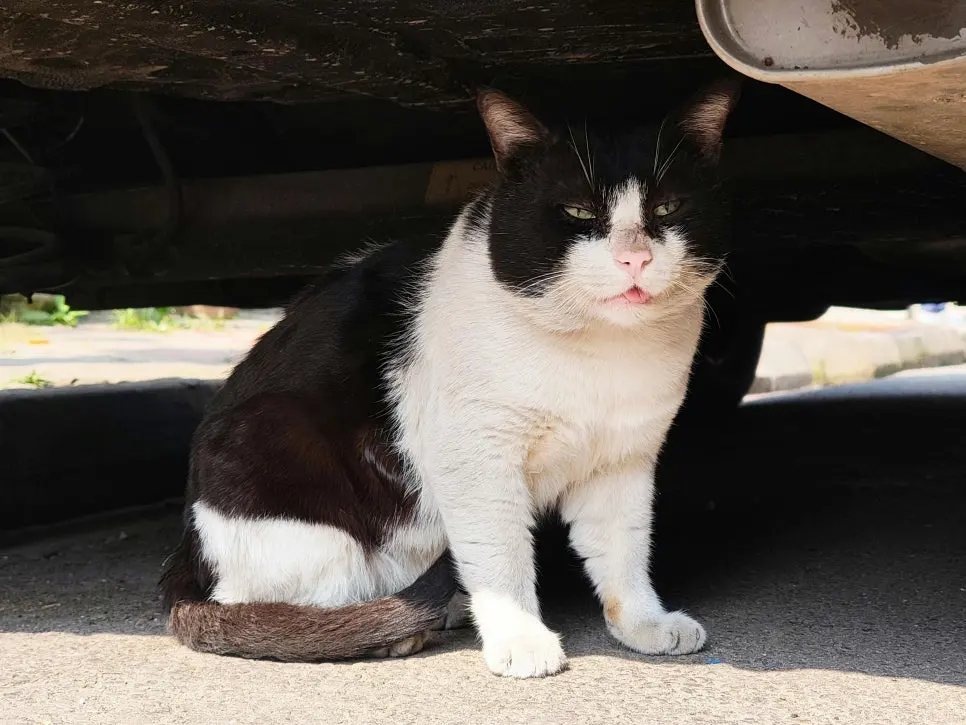 그늘진 자리에 몸을 웅크리고 앉아 있는 고양이