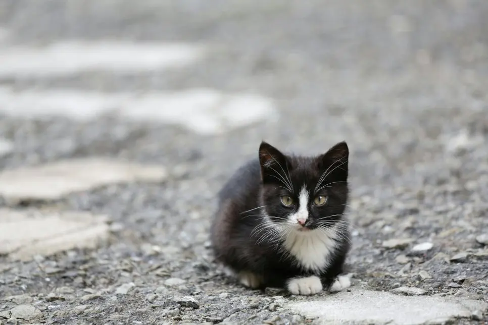 바닥에 웅크리고 앉아 몸을 움츠린 어린 고양이