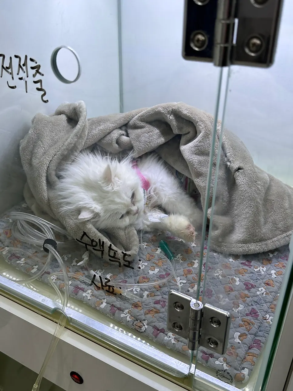 수술을 마치고 담요에 싸여 회복장에 들어간 모습입니다. 앞다리에 꽂힌 수액 줄은 그대로 유지합니다.