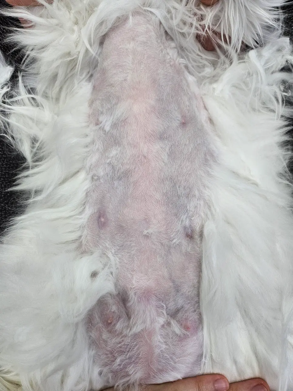 배를 전부 드러내면 좌우 젖꼭지 줄이 한눈에 들어옵니다. 어디까지 손을 대야 할지는 이 줄을 기준으로 정합니다.