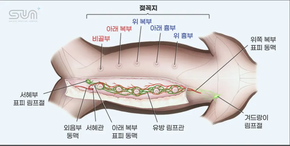 한쪽 유선이 어떤 구조로 놓여 있는지 보여 주는 그림입니다. 젖꼭지 아래로 동맥과 림프관이 지나고 서혜부와 겨드랑이에 림프절이 붙어 있습니다.