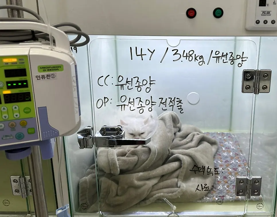 입원장 옆 인퓨전 펌프로 수액을 맞으며 수술을 기다리는 중입니다. 문에는 열네 살, 3.48kg, 유선종양 전적출이라고 적어 두었습니다.