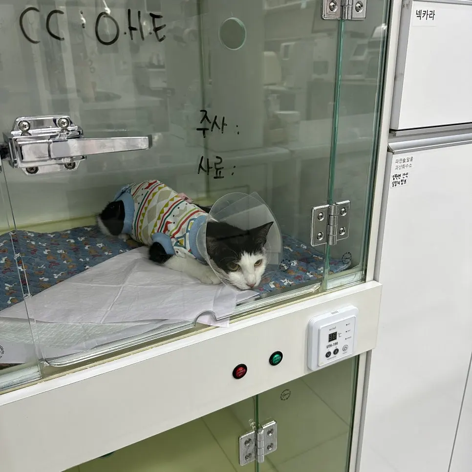 수술복과 넥카라를 착용하고 입원장에서 회복 중인 행복이입니다.