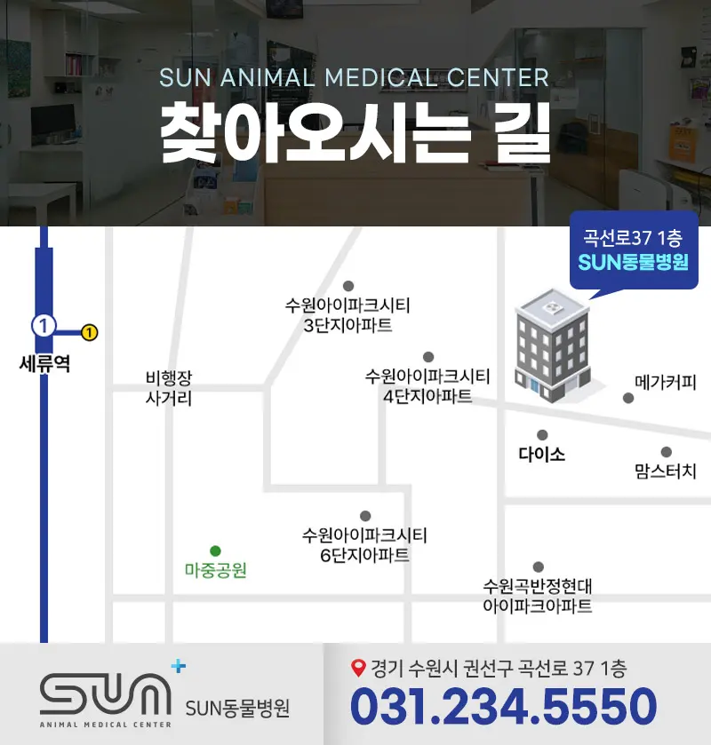 2세 행복이 고양이 중성화 수술