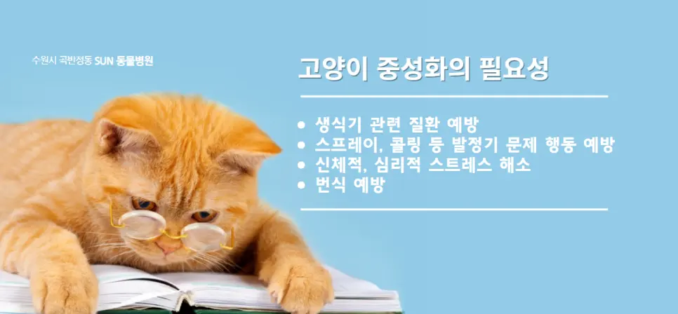 3살 메리 여자 고양이 중성화