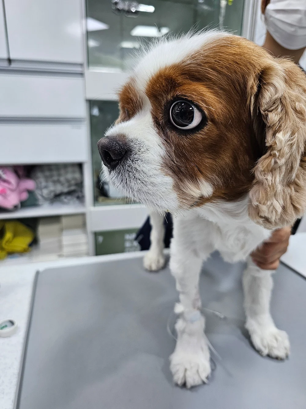 퇴원 후 재검 때의 모습이에요. 식욕과 활력이 수술 전과 비교되지 않게 돌아왔습니다.