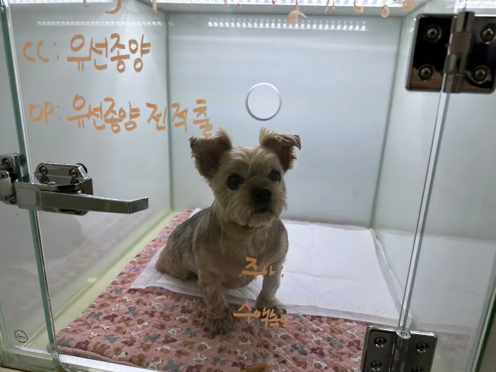 입원장 유리에 내원 사유와 예정된 수술을 적어 두었습니다