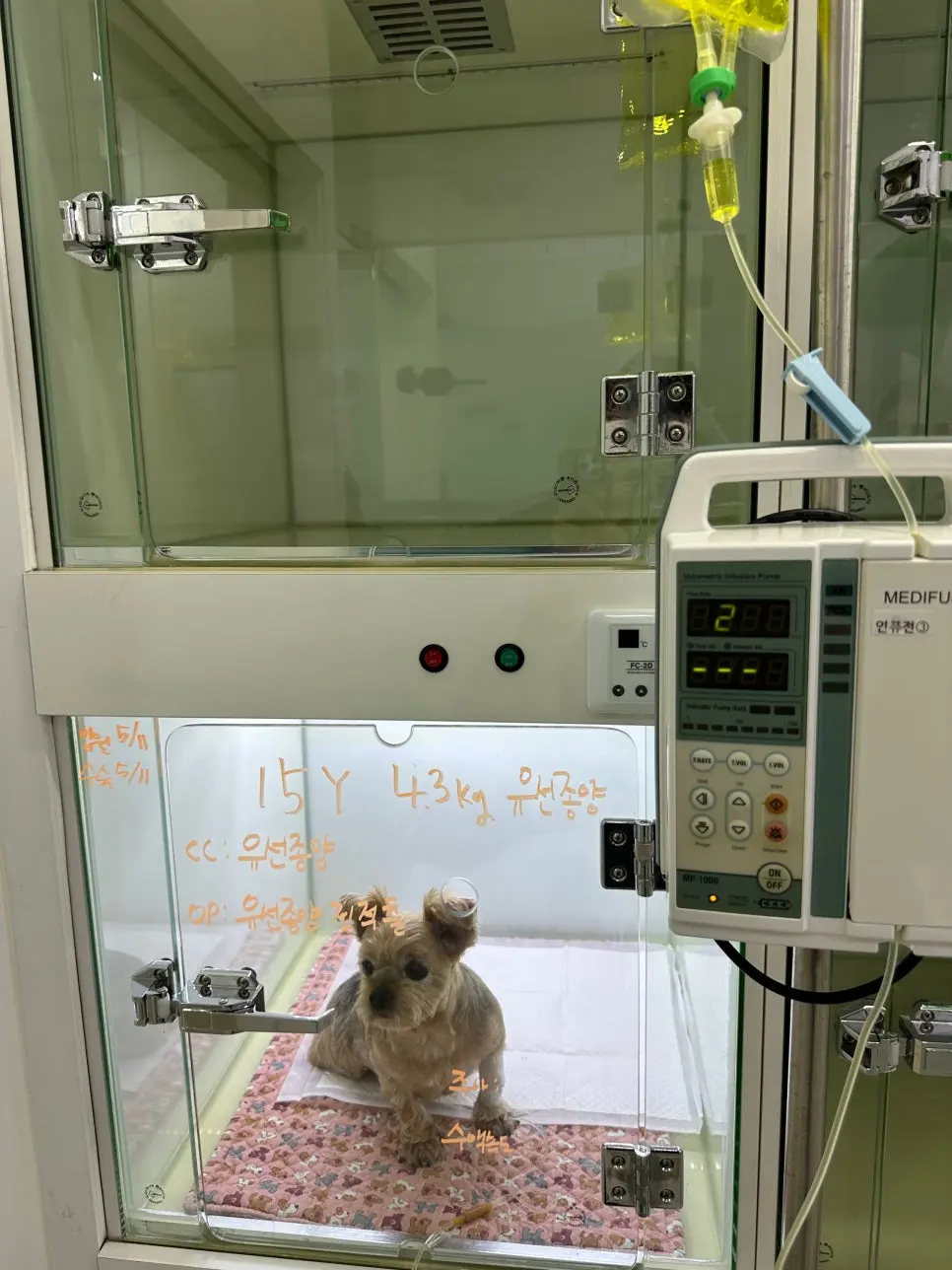 수액 라인을 연결하고 입원장에서 대기하는 모습입니다