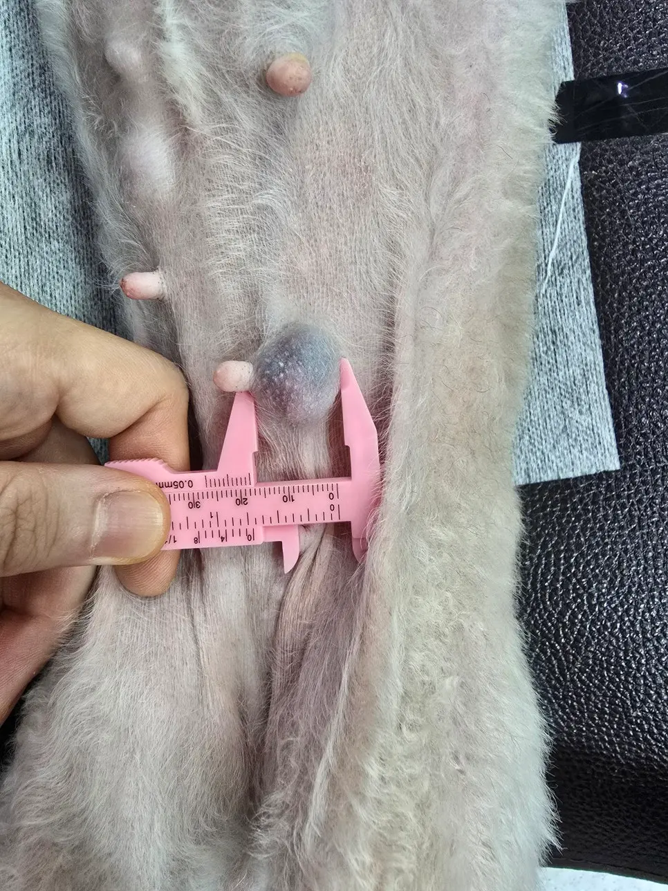 좌측 유선 라인에서 잡히는 종괴에 캘리퍼를 대고 크기를 재는 모습