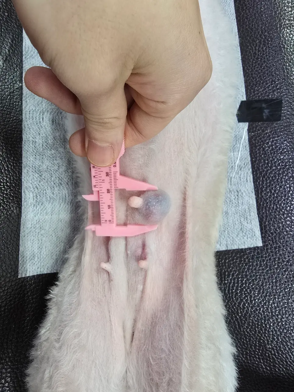 표면 색이 달라진 종괴, 위치와 개수를 기록해 둡니다