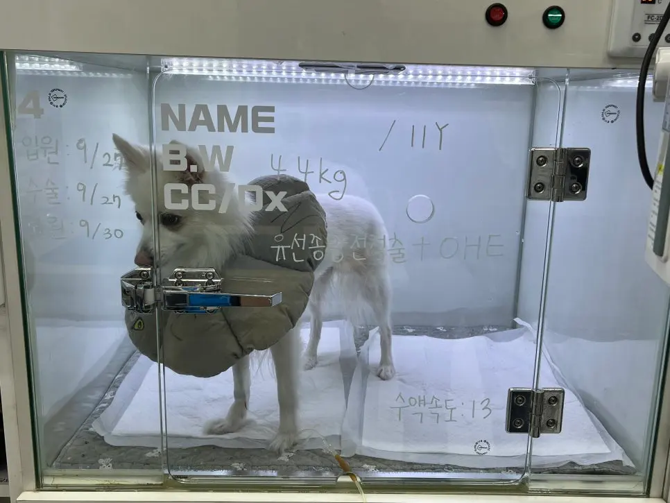 수액 라인을 잡고 마취를 준비합니다