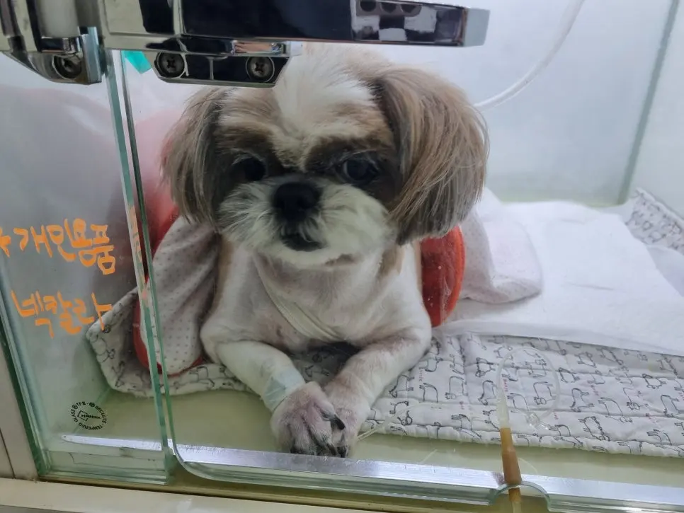 입원장에서 회복 중인 모습