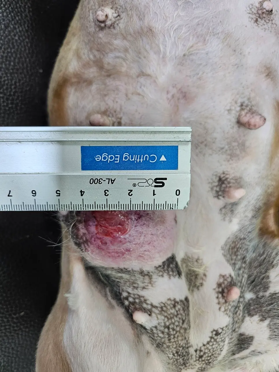 가장 큰 종괴에 자를 대고 크기를 기록했습니다