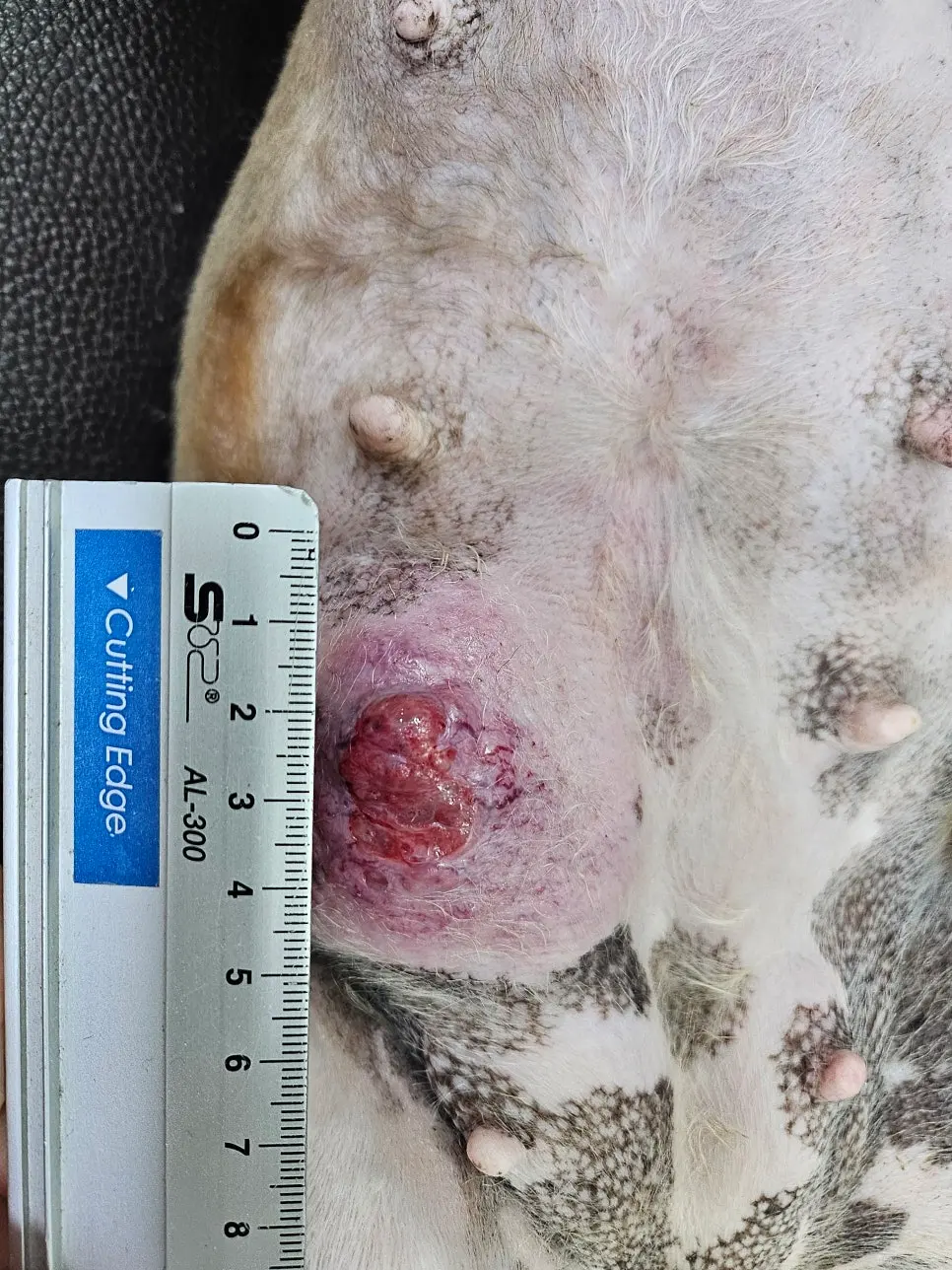 방향을 바꿔 한 번 더 잰 종괴, 표면이 붉게 헐어 있었습니다
