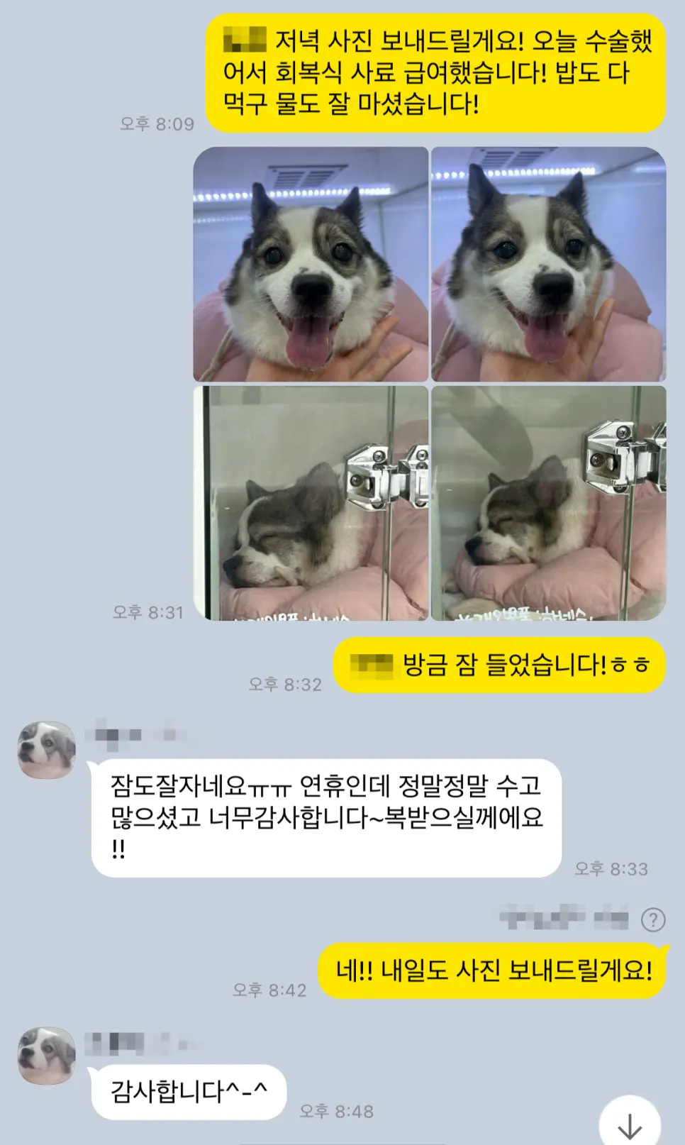 수술 당일 저녁 회복식을 먹은 모습을 보호자님께 전해드렸습니다