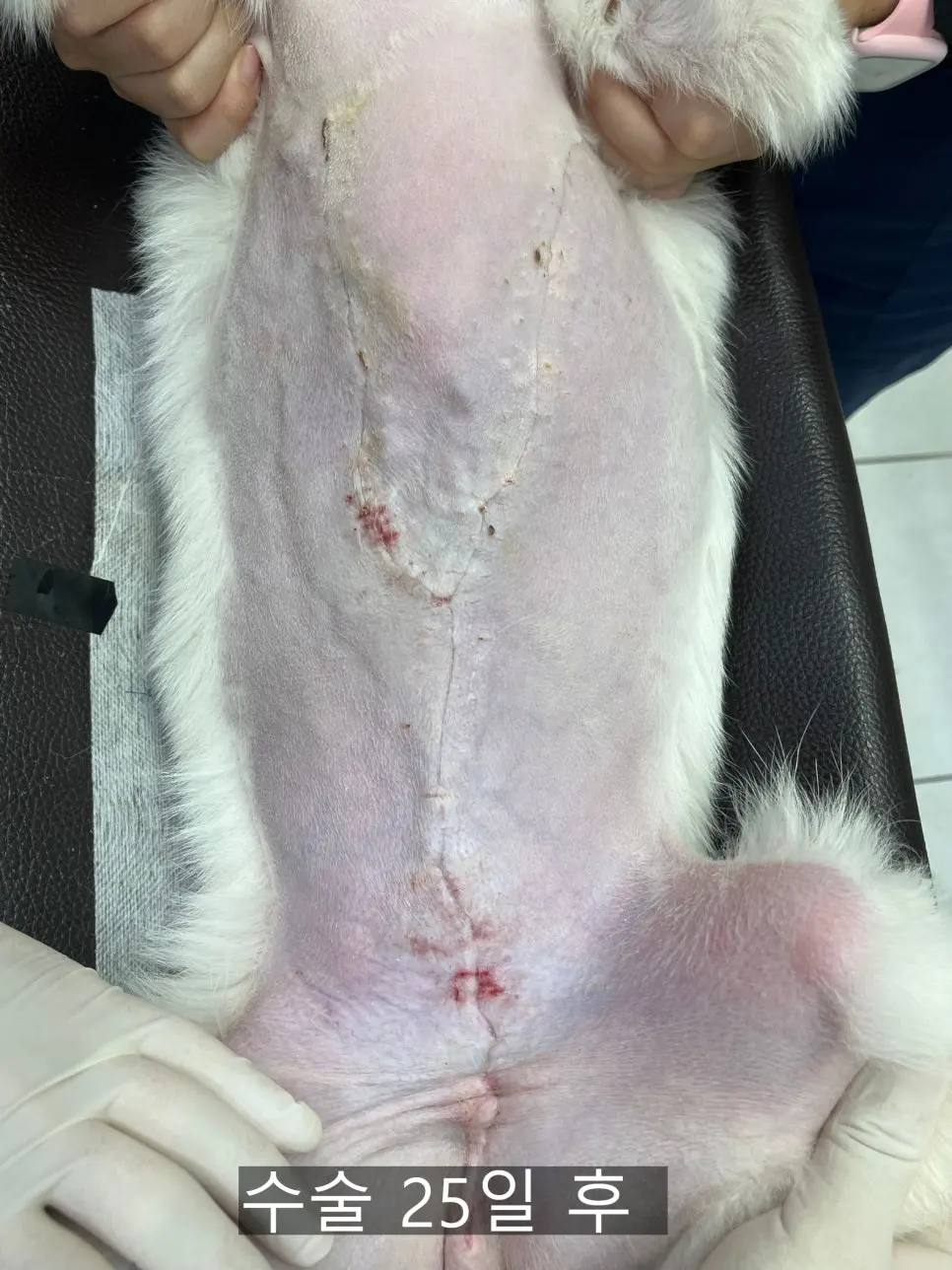 스물닷새째 모습입니다. 절개선을 따라 털이 다시 올라오고 있습니다