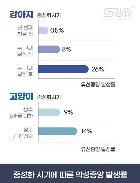 중성화 시기별 유선종양 발생률입니다. 강아지는 첫 발정 전 0.5%, 두 번째 발정 전 8%, 그 이후 26%로 올라갑니다