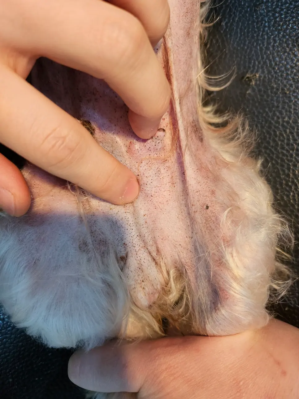반대쪽 유선을 젖혀 확인하는 촉진