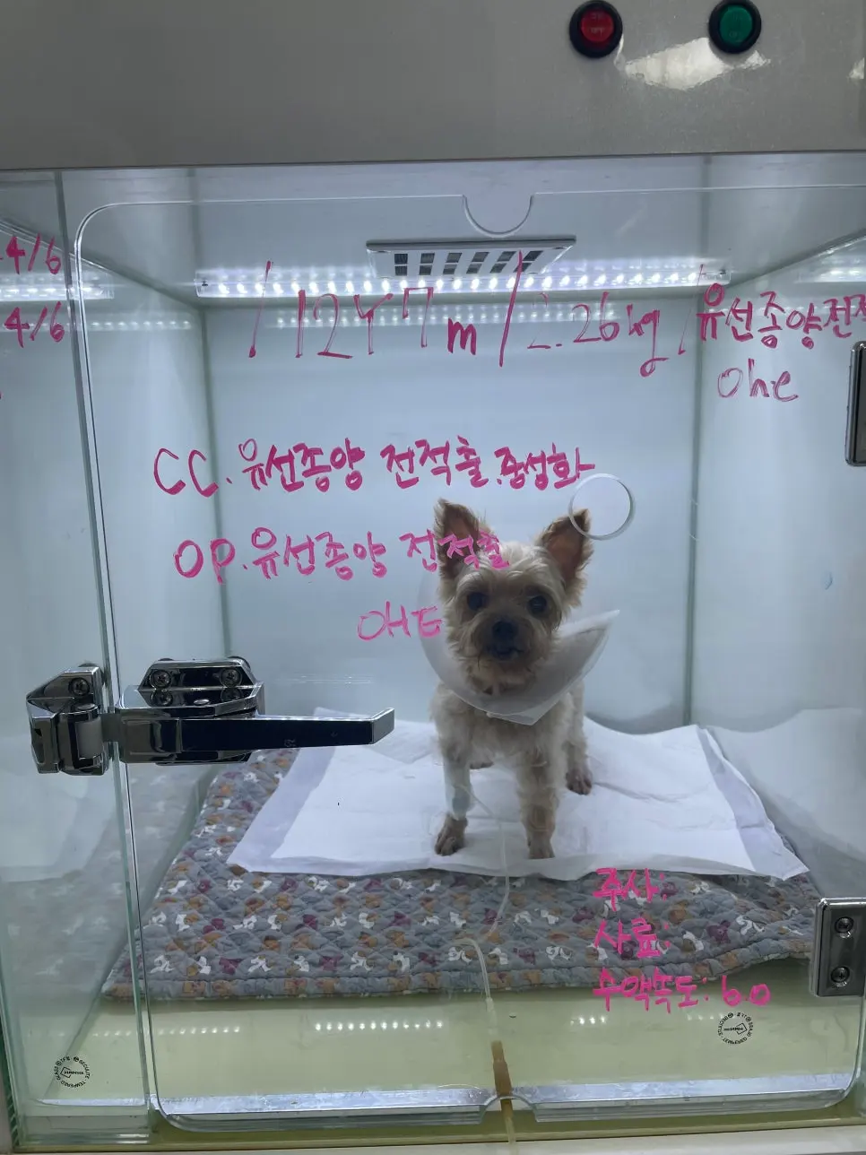 입원장 문에 적힌 12년 7개월, 체중 2.26kg, 그리고 그날 예정된 수술