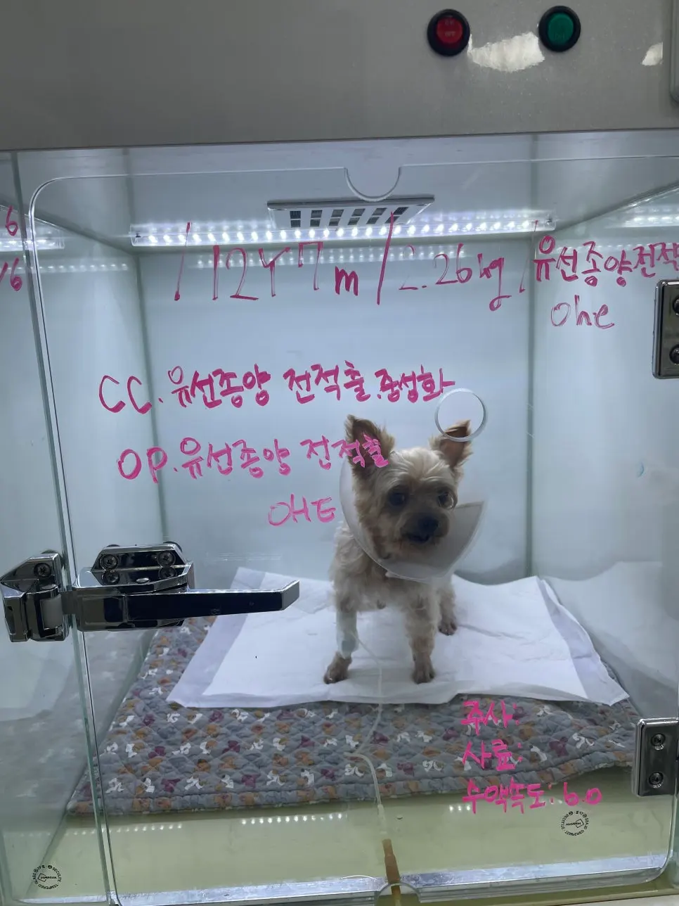 마취 전 수액 처치를 받으며 대기하는 모습