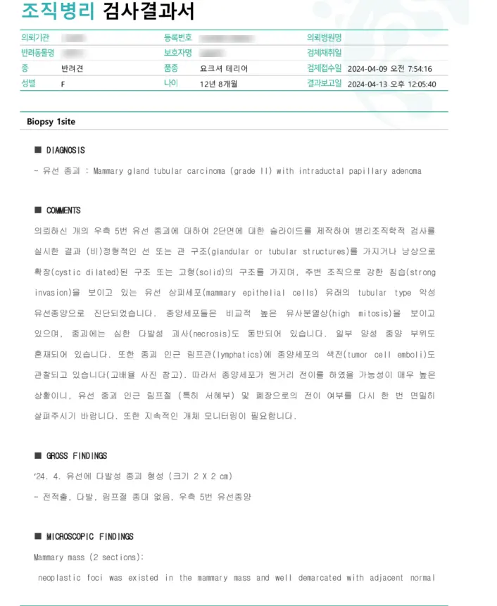 조직병리 검사결과서. 요크셔테리어, 12년 8개월로 기록되어 있습니다