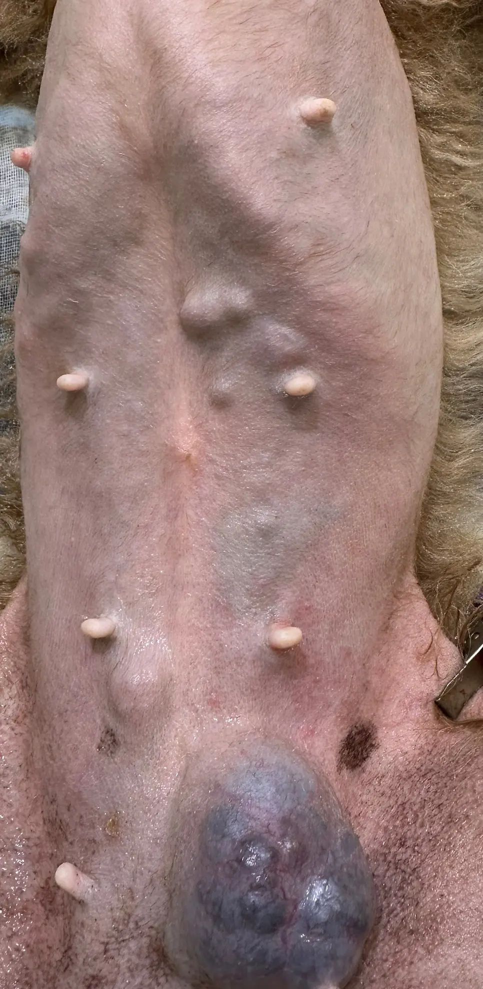 배를 펴 보면 다른 젖샘 자리에도 크고 작은 융기가 잡힙니다