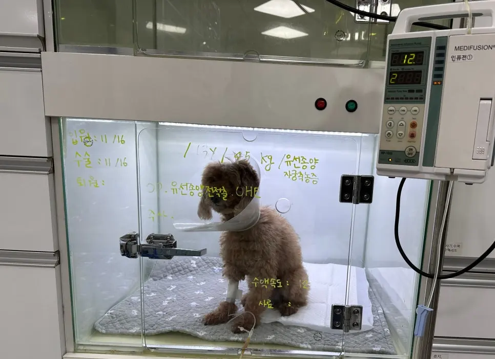 순환 혈량을 미리 채워 마취 중 혈압이 떨어지는 폭을 줄입니다