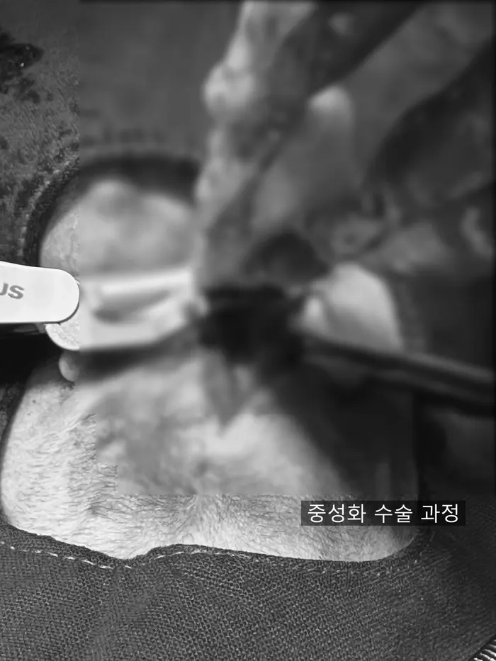 젖샘을 들어내기 전에 중성화 수술을 먼저 진행했습니다