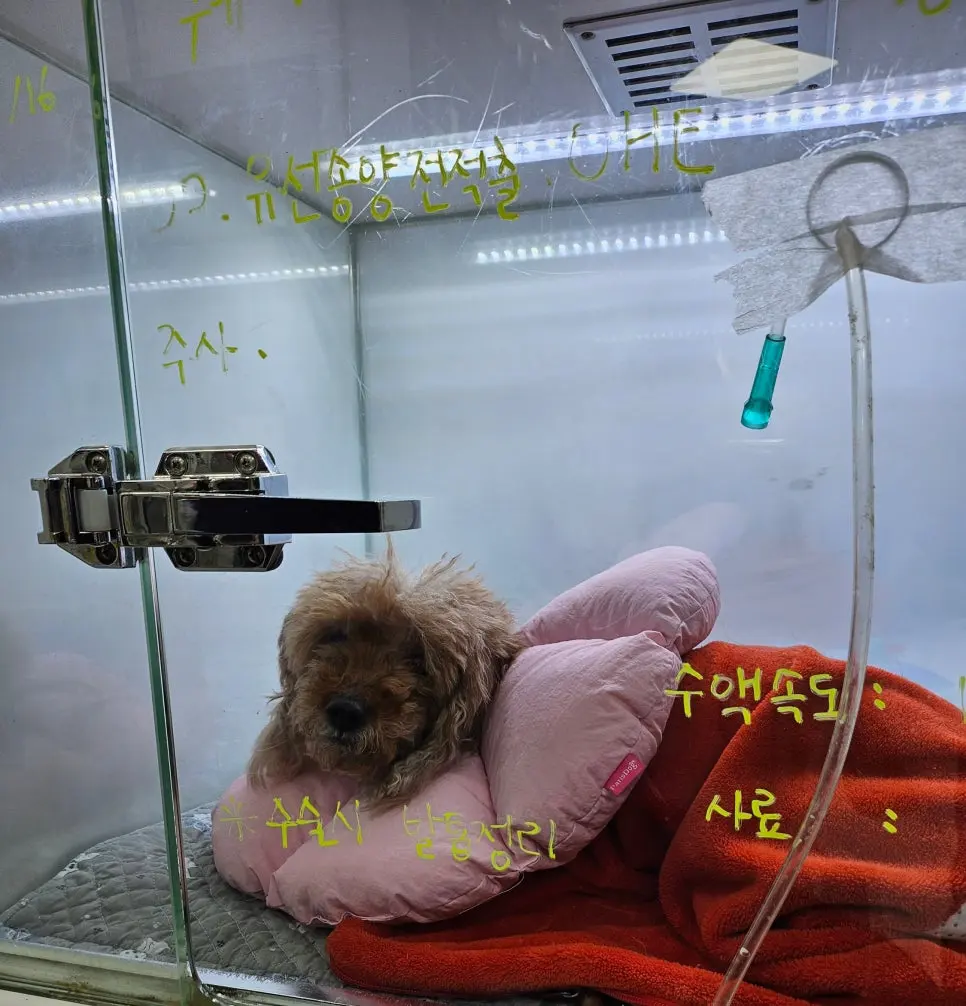 입원하는 동안 상태를 확인하며 보호자님께 전해 드렸습니다