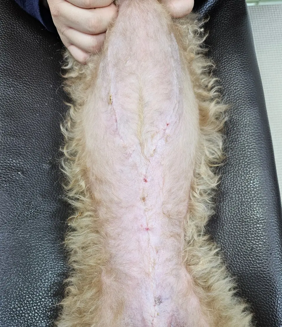 수술 30일째, 봉합 자리가 가라앉고 털이 다시 올라옵니다