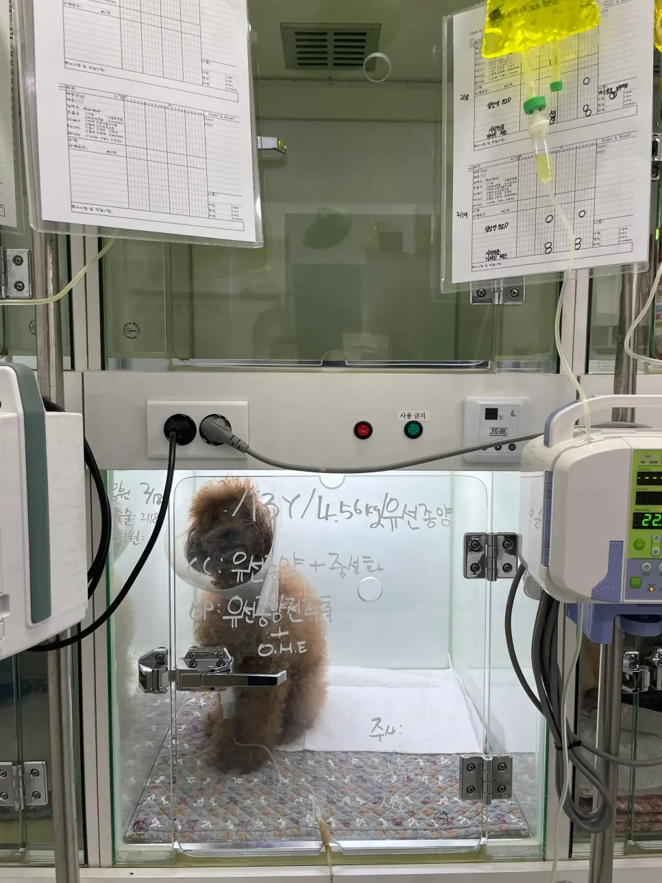 수액 라인과 입원 차트를 걸어 둔 입원장