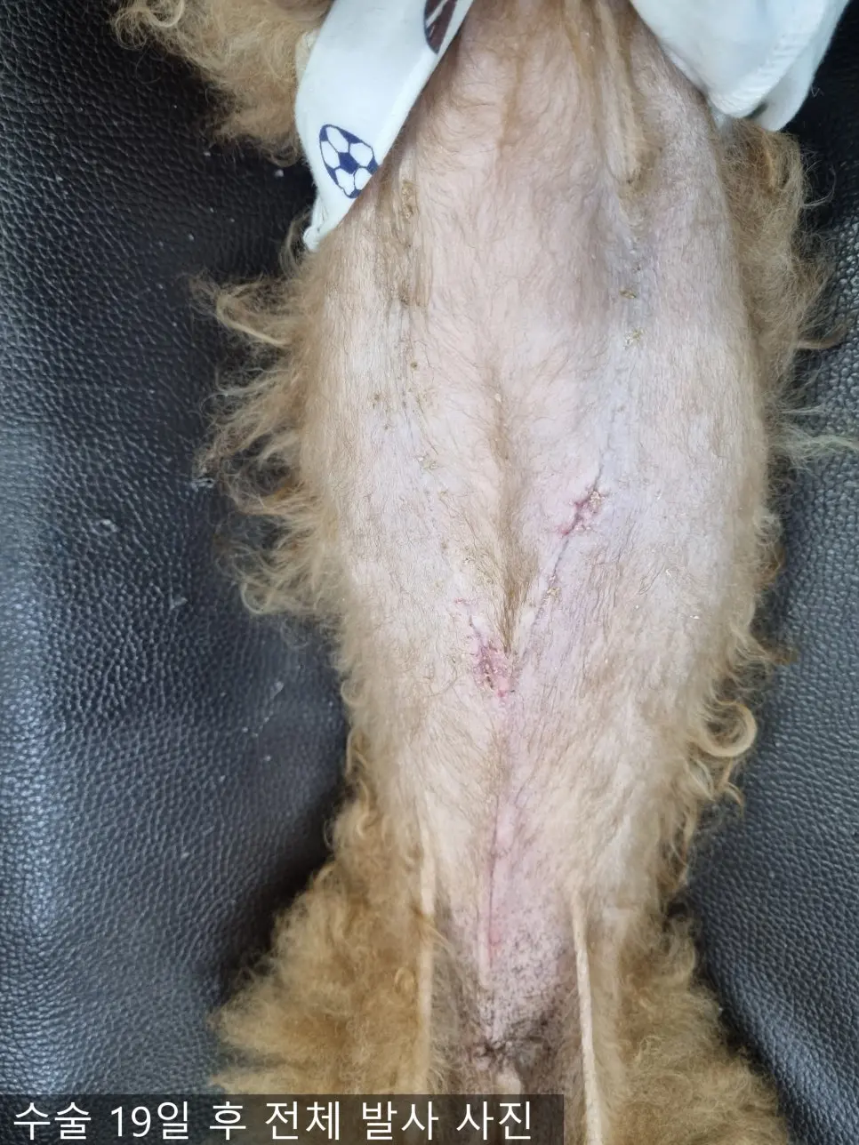 수술 19일 뒤 전체 발사한 배