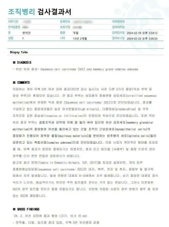 조직병리 결과서. 두 종류의 종양이 함께 진단됐다