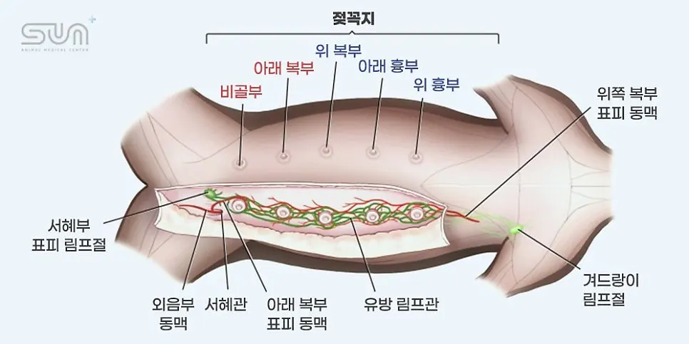 젖꼭지 다섯 쌍과 유선을 지나는 혈관, 림프관 그림