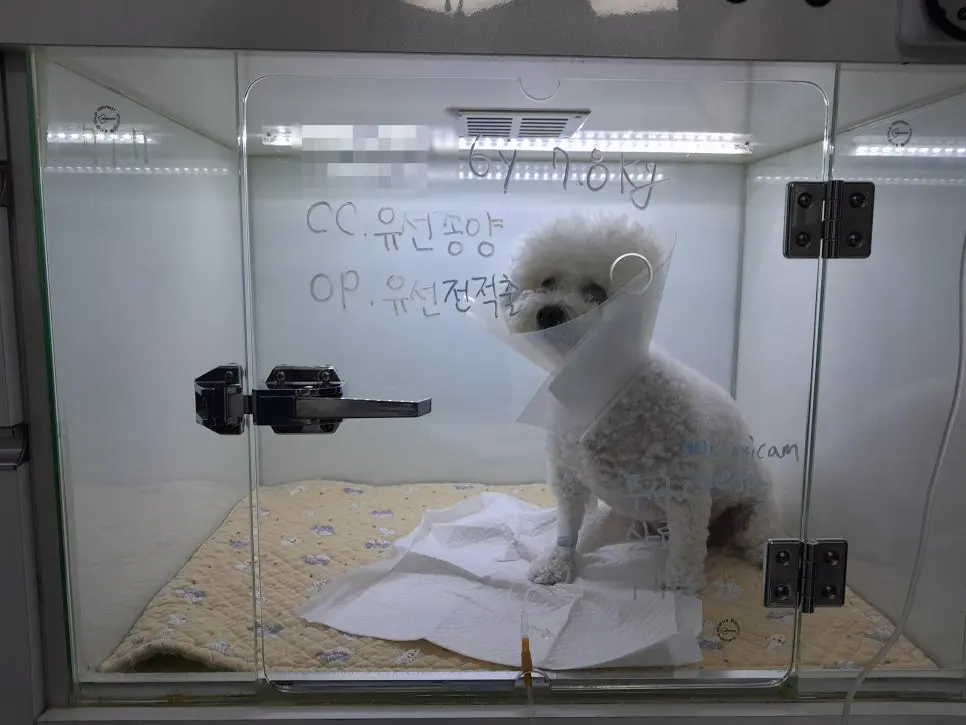 수술방에 들어가기 전 수액을 맞고 있는 모습입니다.