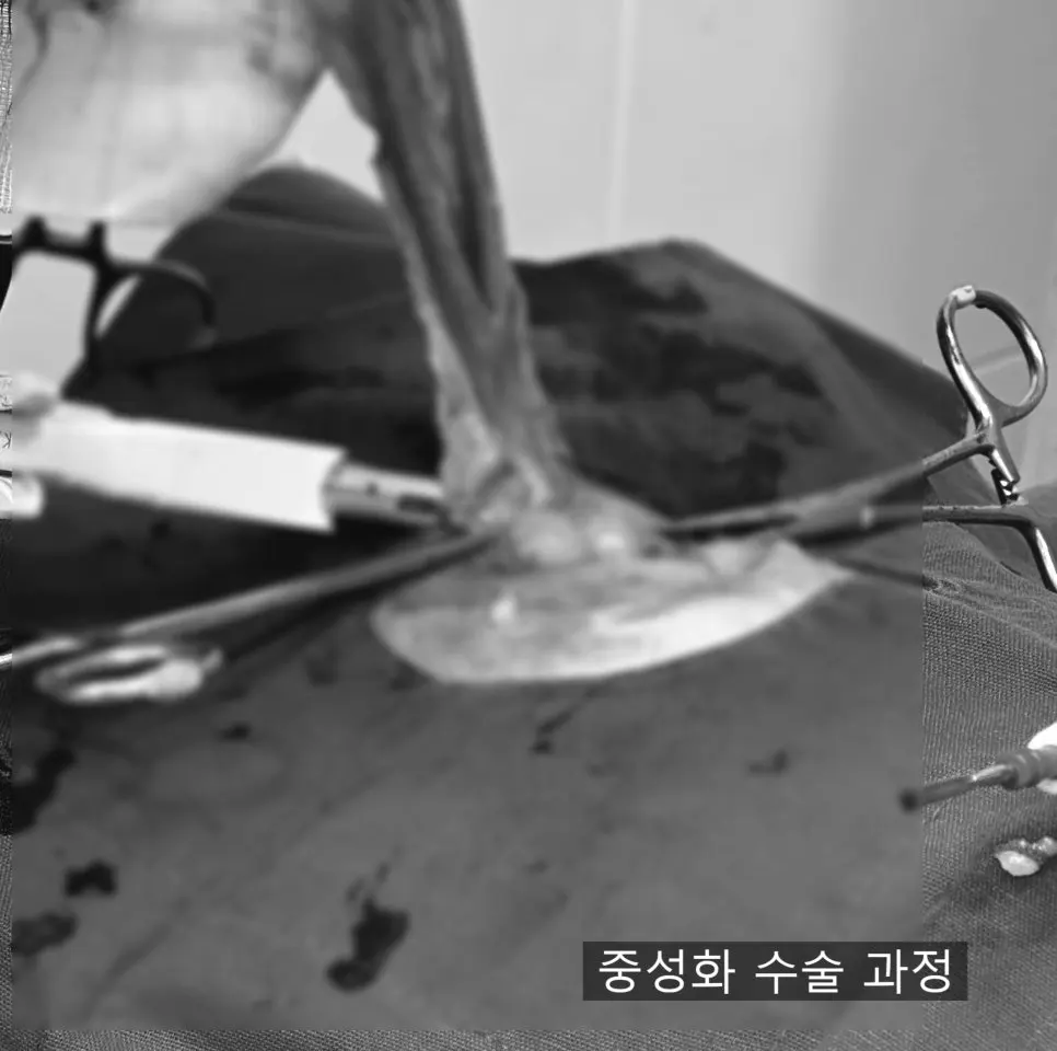 자궁과 난소를 먼저 정리하는 중성화 과정입니다.