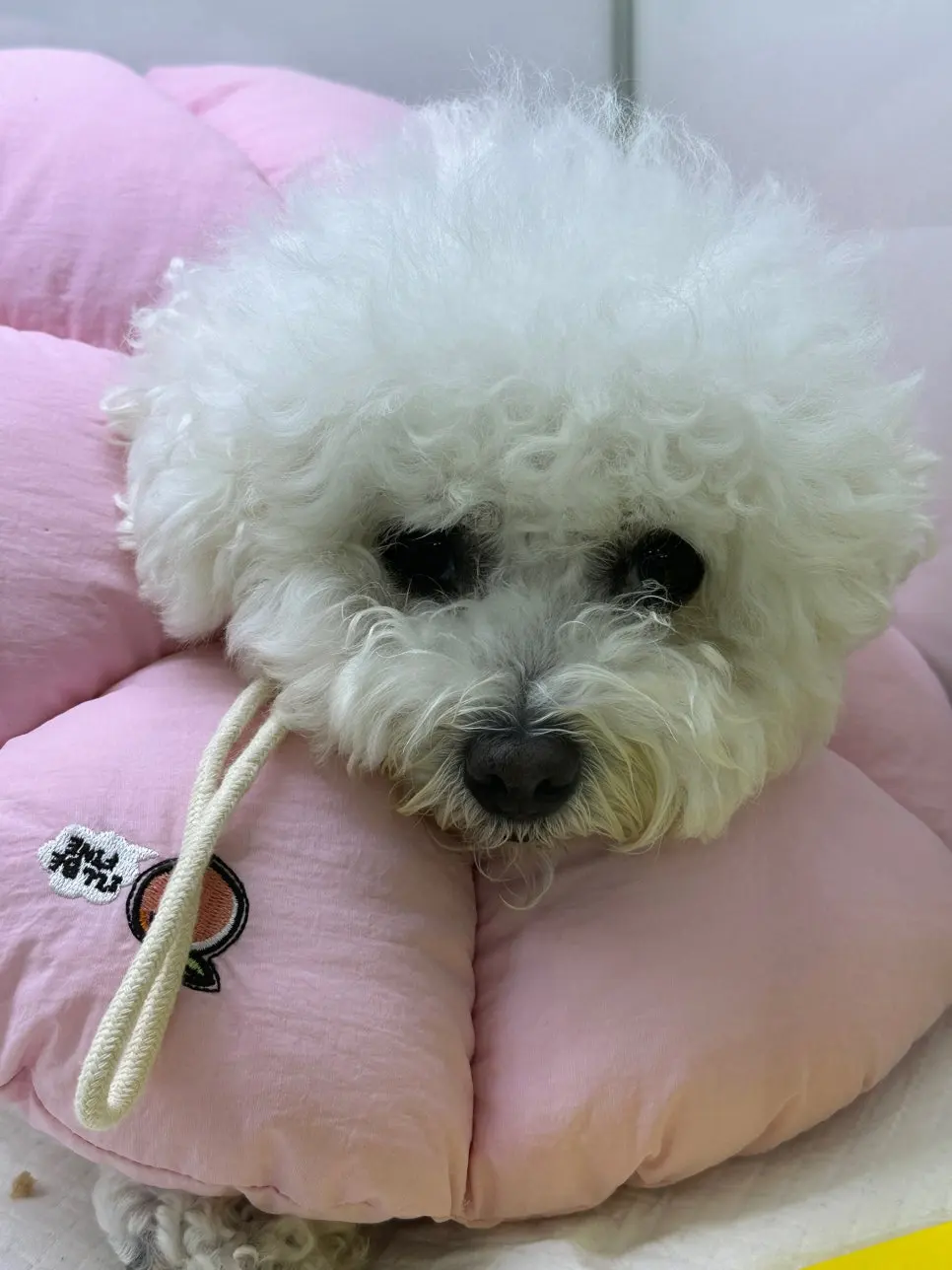 마취에서 깨어나 회복 중인 모습입니다.