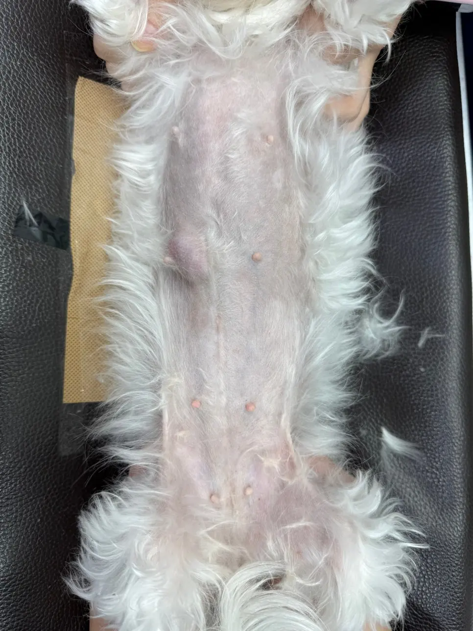 배를 드러내 젖 라인 전체를 눈으로 먼저 확인합니다.