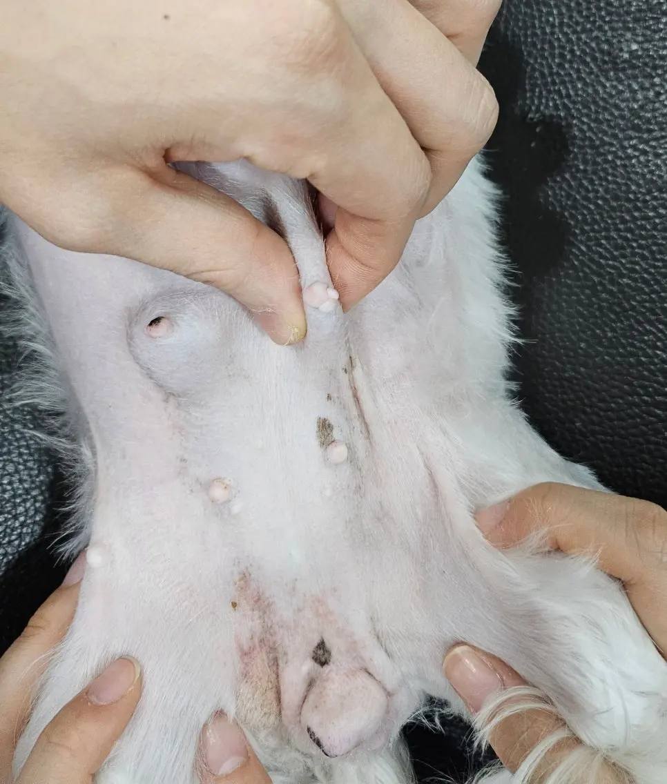 뒷다리와 가까운 아래쪽 유선을 살피는 모습
