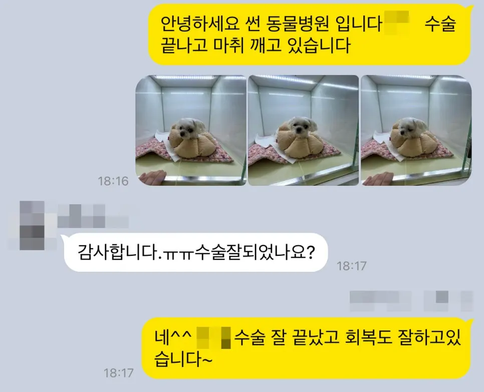 수술을 마치고 마취에서 깨어나는 모습을 보호자님께 전해 드렸습니다