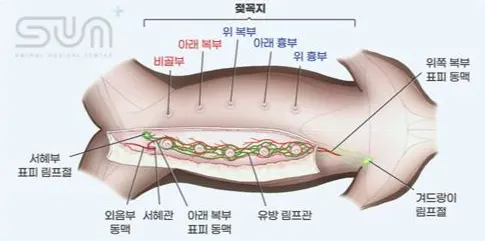 젖샘과 동맥, 림프관, 림프절이 서로 어떻게 이어지는지 보여 주는 유선 해부 도해
