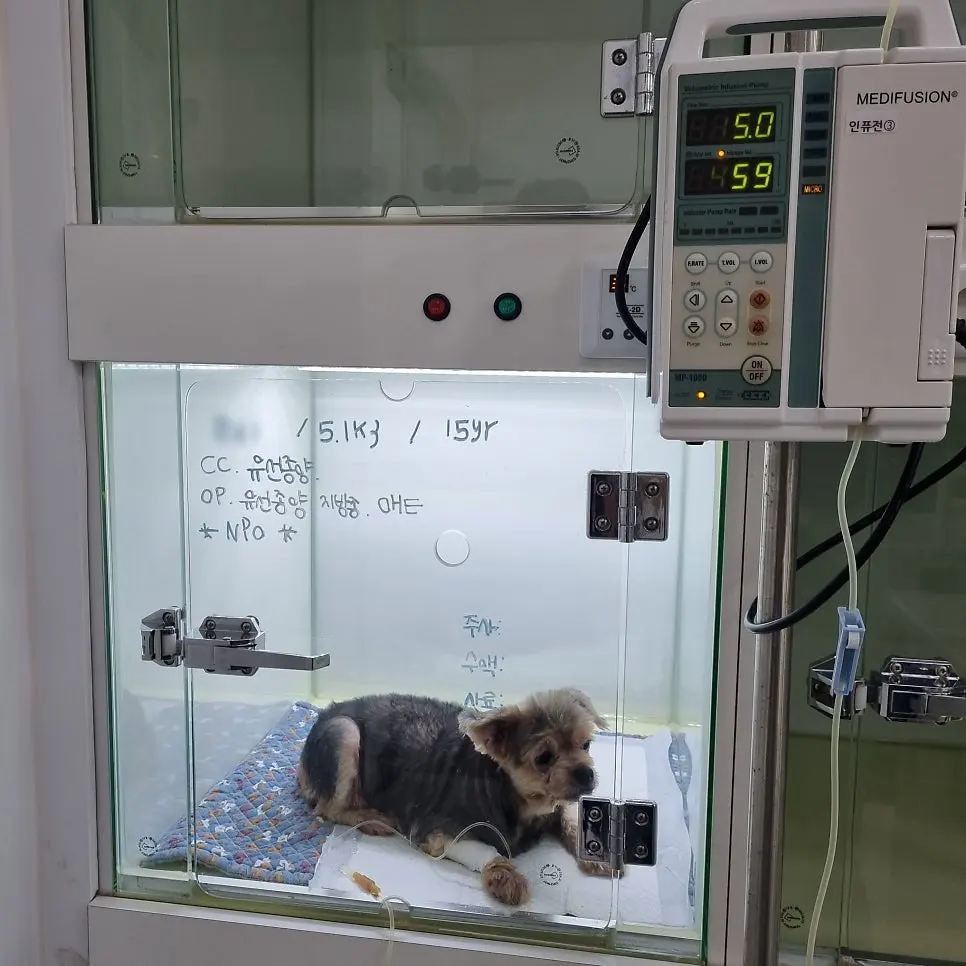 입원장 문에 적힌 체중 5.1kg과 15세, 그날 예정된 수술 항목과 금식 표시