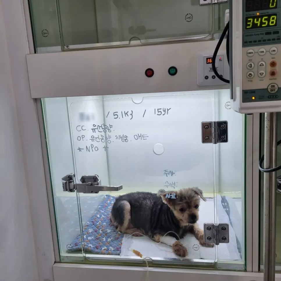 수액 펌프로 들어가는 속도를 맞춰 수액을 넣는 중