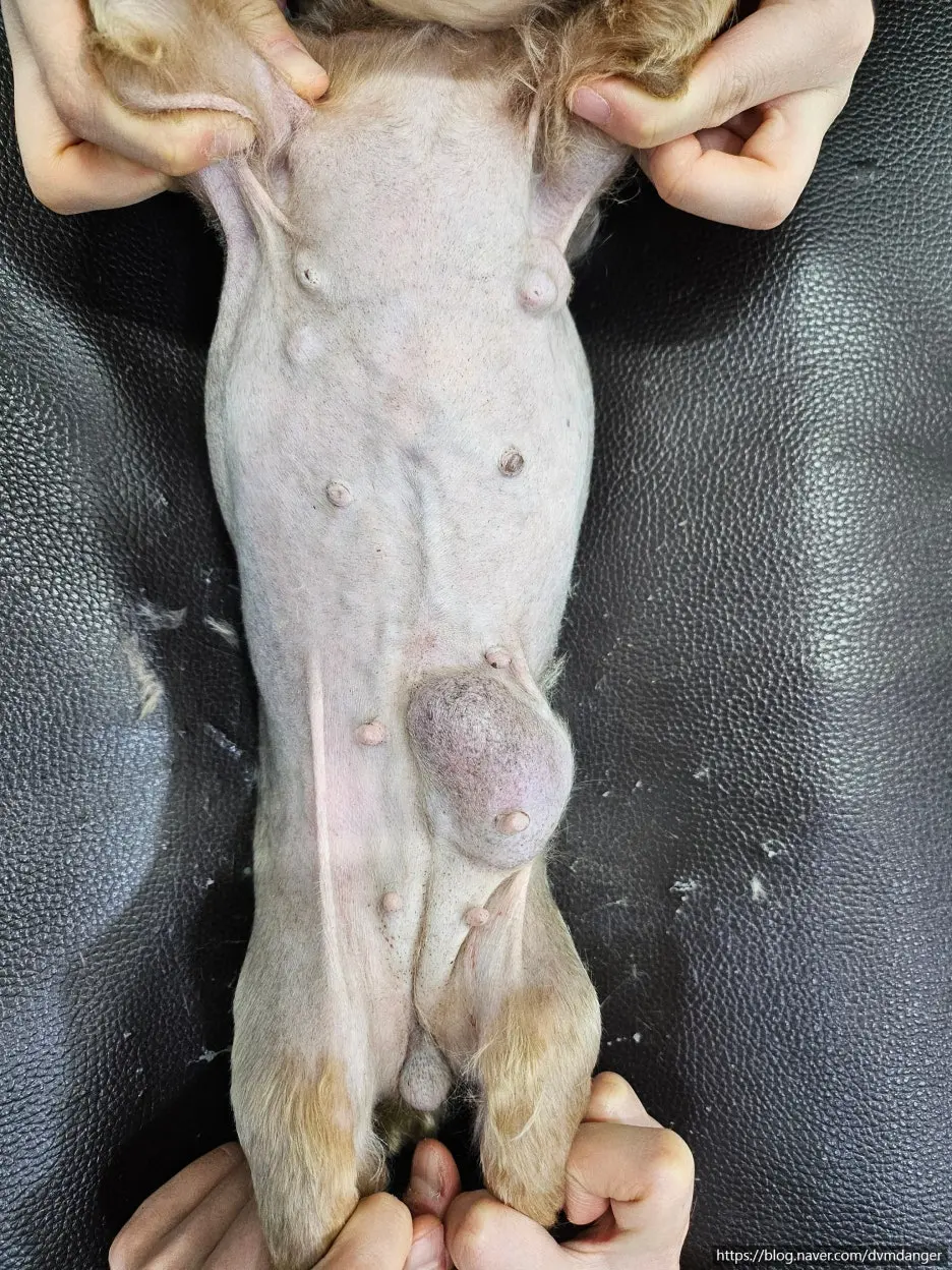 뒤쪽 젖샘에 자리 잡은 덩어리. 손을 대기 전에 눈으로 먼저 보입니다