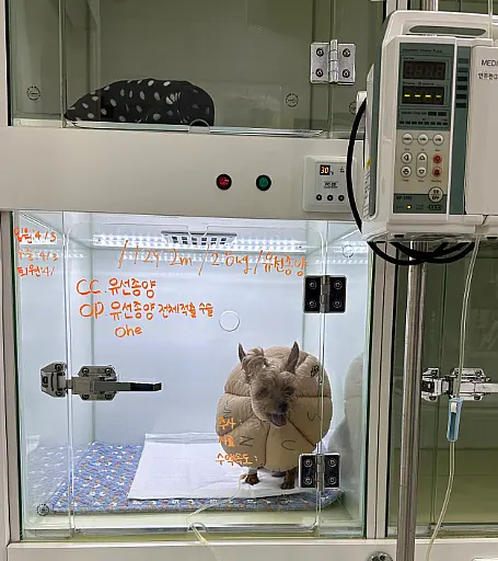 입원장에 적어 둔 나이와 진단명, 그날의 수술 계획
